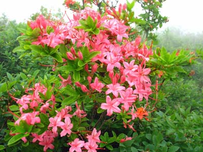 Azaleas on Gregory Bald