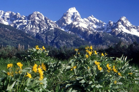 GRTE-Arrowleaf Balsamroot and Tetons.jpg