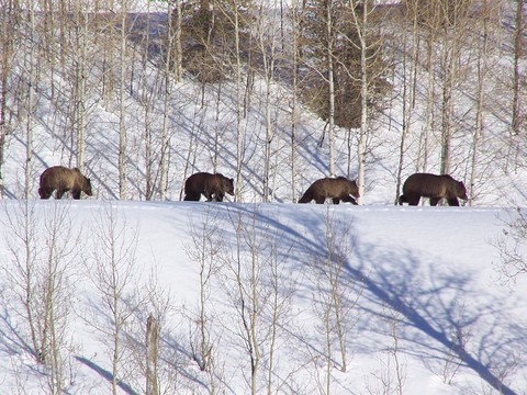 GRTE-Bear399.jpg