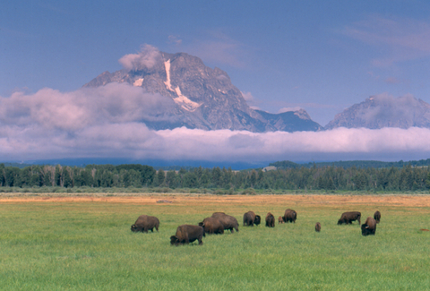 GRTE-Bison-Mt Moran NPS.jpg