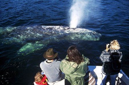 Gray whale, SparkyLeigh, via Flickr.jpg