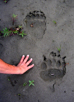Grizzly bear tracks, NPS photo.jpg