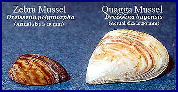 Invasive mussels.jpg
