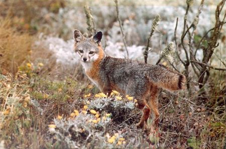 Island fox, NPS photo.jpg