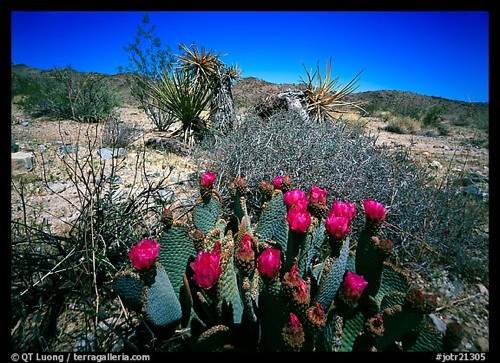 JOTR-Beavertail_Cactus_in_Bloom_QT_Luong.jpg