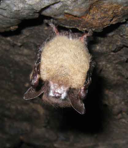 Bat with WNS.