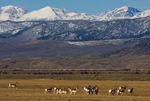 MJ_ranch_elk_550x335.jpg Pronghorn. Photo by Mark Gocke