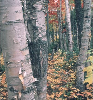 Maine North Woods.jpg