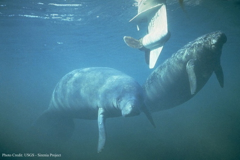 Manatees.jpg