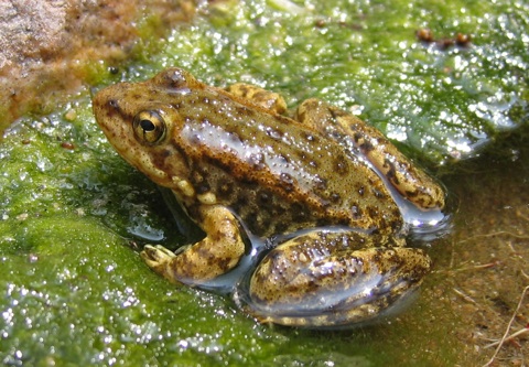 Mtn_Yellow-Legged_Frog_USGS.jpg