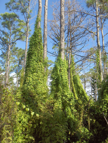 Mystery plant, homeredwardprice via Wikipedia.jpg