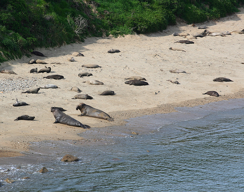 PORE-Elephant Seal.jpg