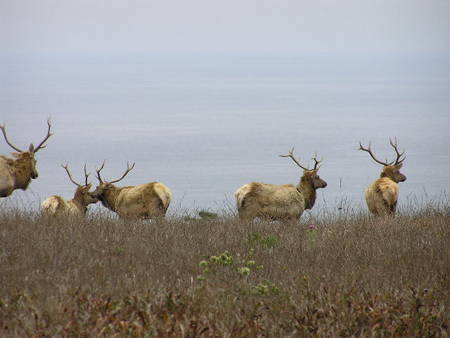 PORE-Tule elk at Tamales Point, Barbara Polk, 090808.jpg