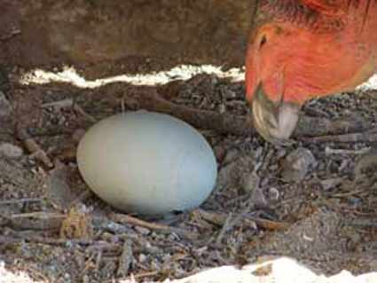 Condor and egg.