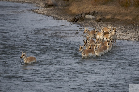 Pronghorn_Passage_Joe_Riis.jpg