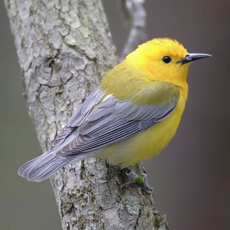 Prothonotary warbler, Fir002 via Wikimedia.jpg