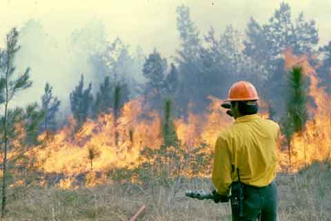Firefighter and brush fire.