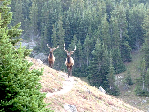 ROMO-Elk_Chiquita_Trl._DChildress.jpg
