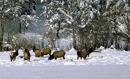 ROMO-Winter Elk Herd small.jpg