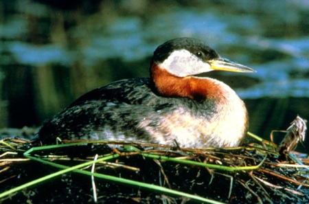 Red-necked_grebe_Alaska_FWS.jpg