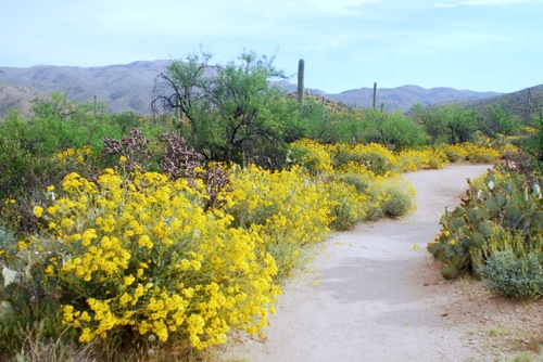 Douglas Spring Trail, Saguaro National Park, Kurt Repanshek photo