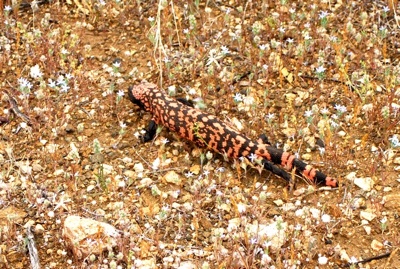 Gila monster, Saguaro National Park, Kurt Repanshek photo