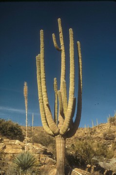 SAGU-Saguaro.jpg