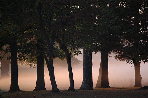 VAFO-Misty Trees.jpg