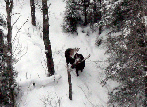 VOYA-Moose.jpg