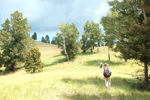 Valles_Caldera_woodlands_--_T._Ribe_photo.jpg