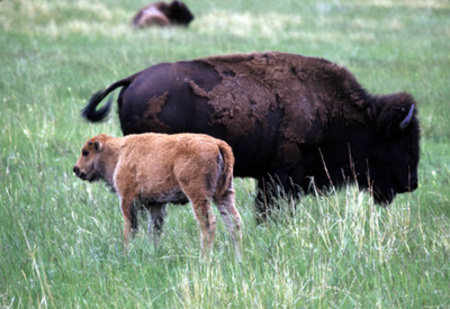 WICA-bison_cow__calf.jpg