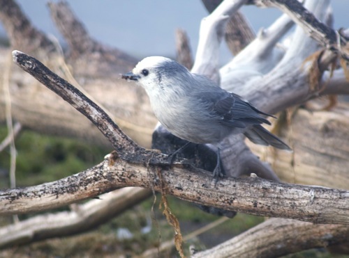 YELL-Bird_2.jpg