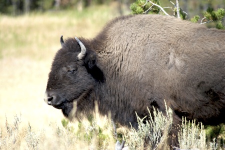 YELL-Bison_profile_kjr.jpg