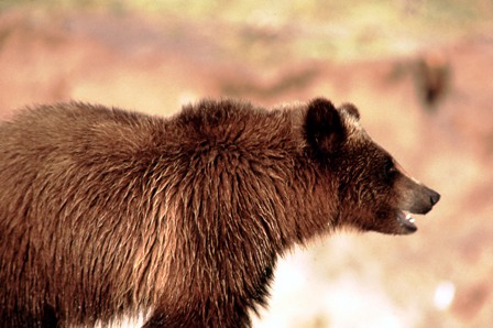 YELL-Grizzly.jpg