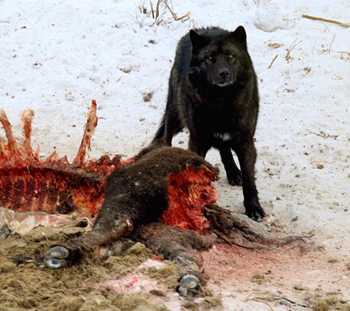 YELL-Mollies_Pack_NPS.jpg