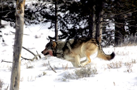 YELL-Wolf_Peaco_NPS.jpg
