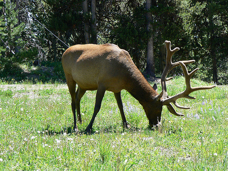 YELL-elk, Tim Pearce, Los Gatos via Flickr.jpg
