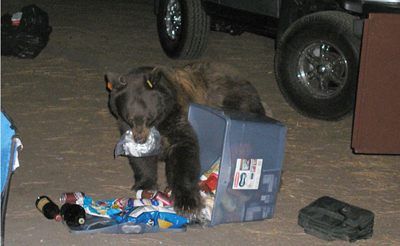 YOSE-Black Bear.jpg
