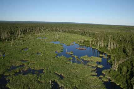 Aerial view of beaver dam.