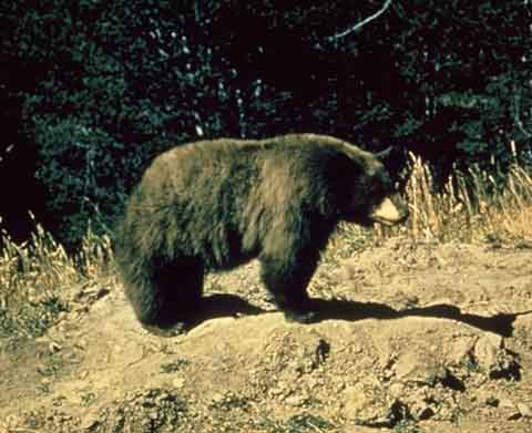 Black bear.