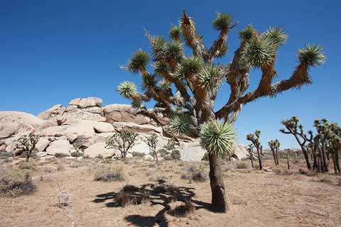 by-planetc1-flickr.jpg Joshua Tree National Park