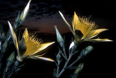 Blazing star.