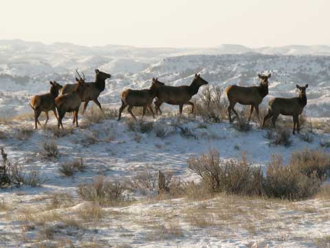 Elk.