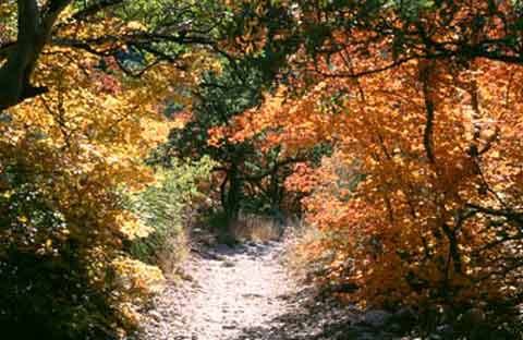 McKittrick Canyon in the fall.