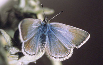 mission blue butterfly on silver lupine, NPS.jpg