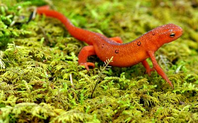 salamander on Grandfather Mountain