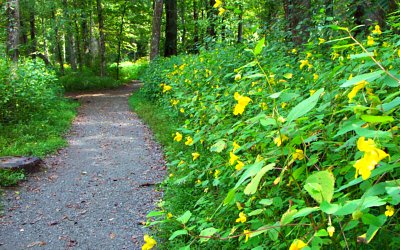 Summer flowers on Oconaluftee River Trail