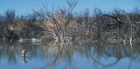 Beaver Pond at Rio Grande Village.