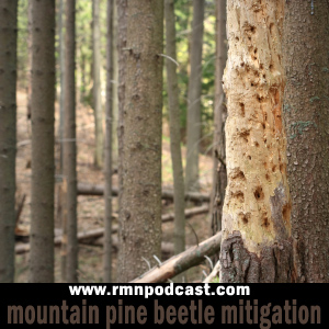 rmnpodcast-pine beetles.jpg