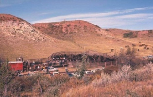 Horses at Theodore Rooselevel National Park; NPS Photo